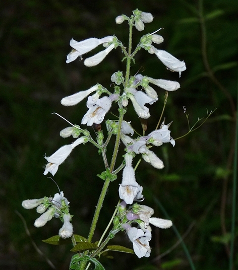 {Penstemon brevisepalus}